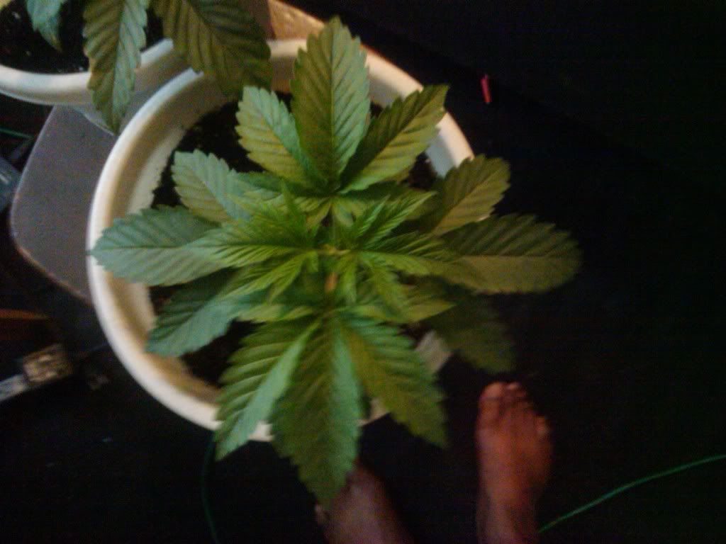 2011-08-09104644.jpg