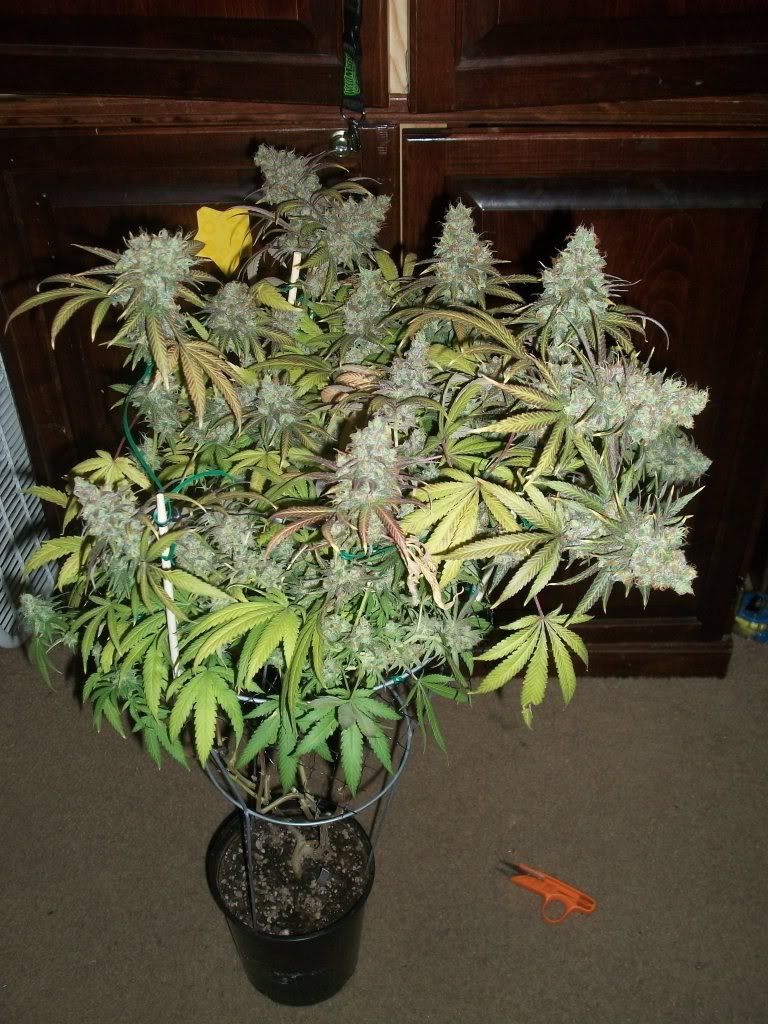 11-21-11033.jpg