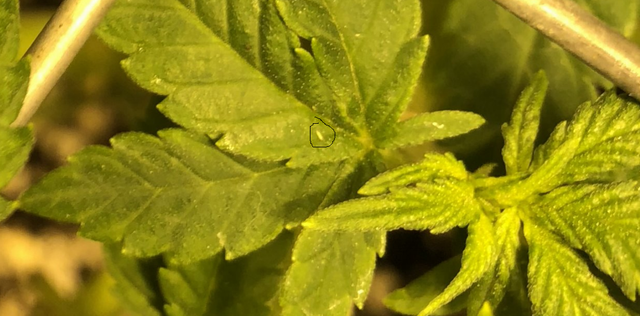 thrips.png