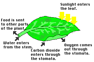 leaf.gif
