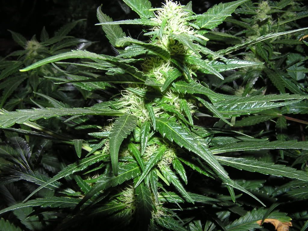 week5007.jpg
