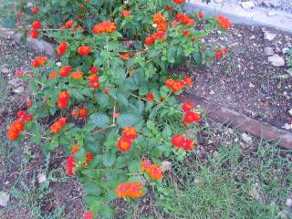 lantana.jpg