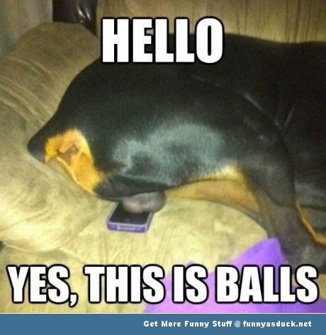 funny-dog-balls-phone-pic.jpg