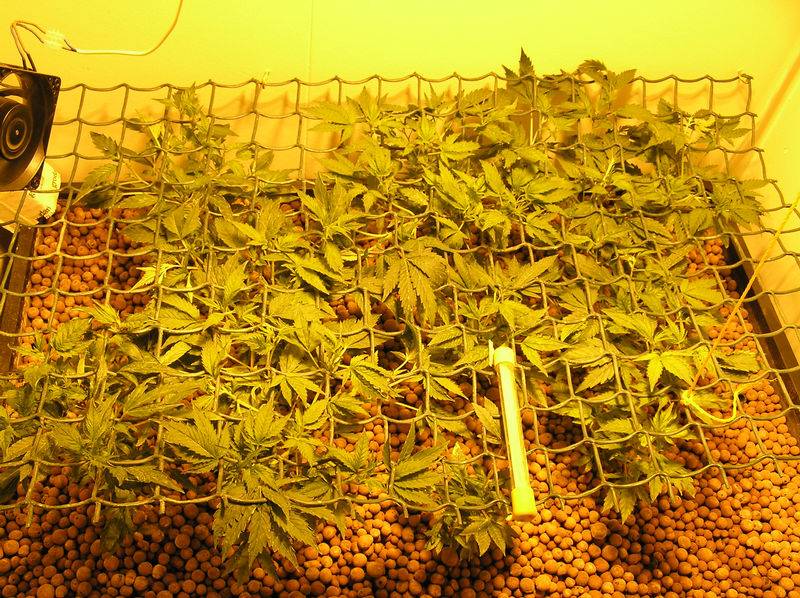 7775vege_18p_2_.JPG