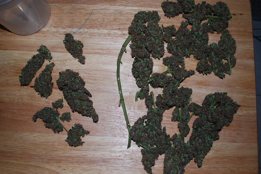 4707342015_c7c3305ac1_b.jpg