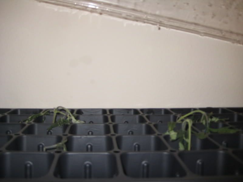 plants090.jpg