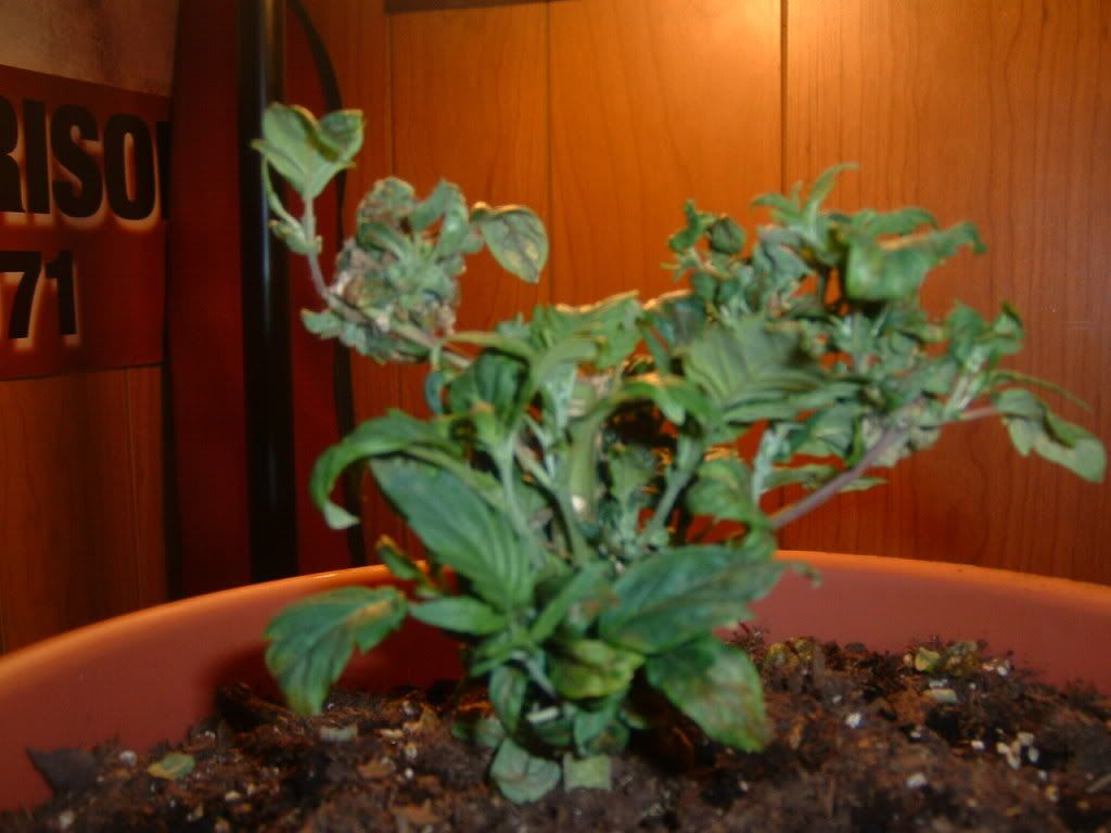 DSCF0003-1.jpg