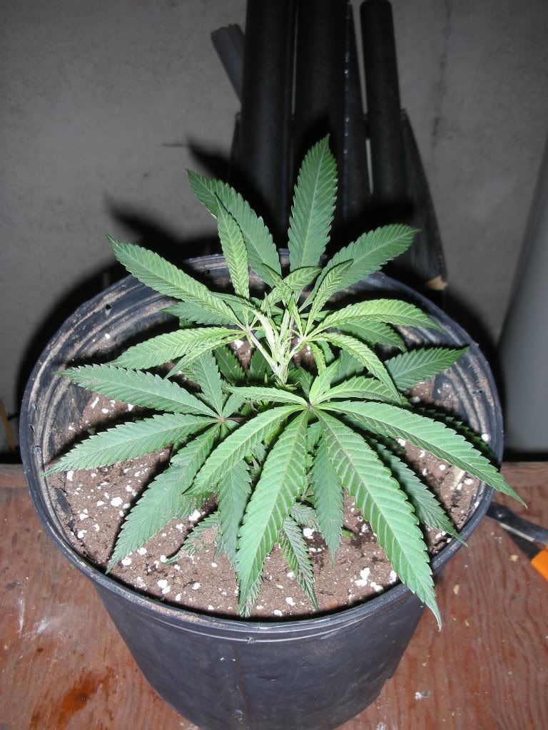 DSCN2496.jpg
