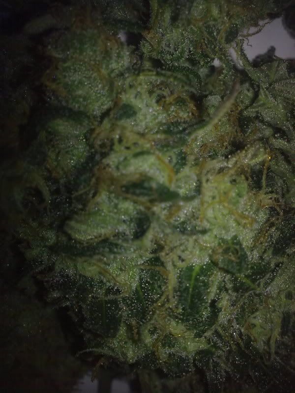 bluecheese1.jpg