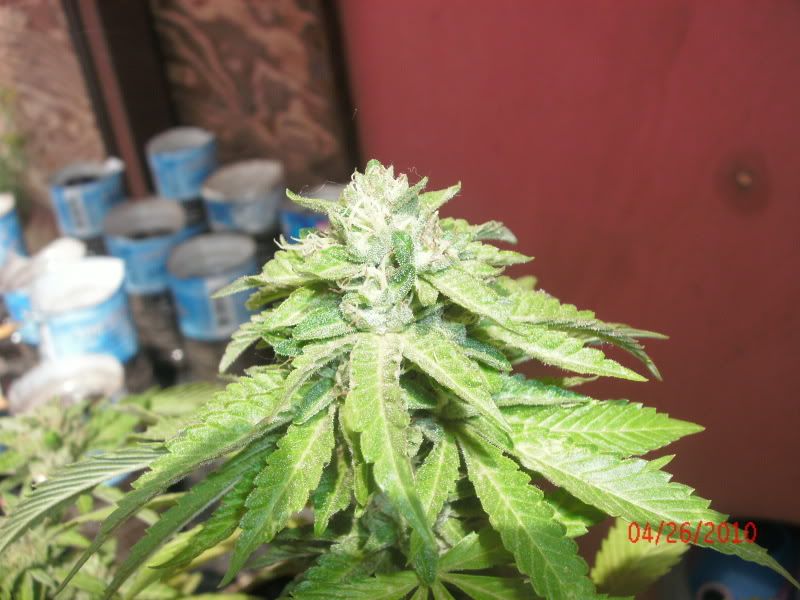 GEDC0986.jpg