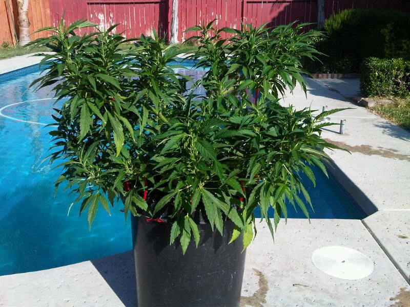 IMG00048-20110613-17341.jpg