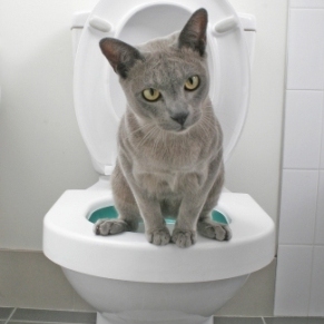cat_toilet.jpg