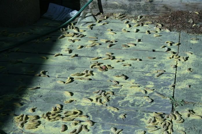 pollen_cones.jpg