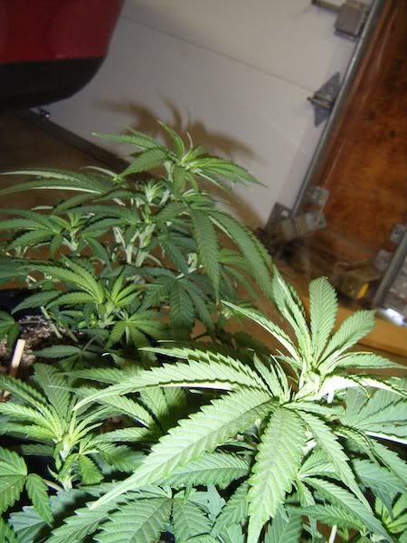DSCF8157.jpg