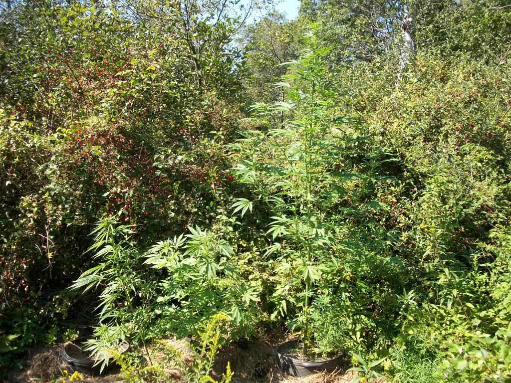 lateaugust2010155.jpg