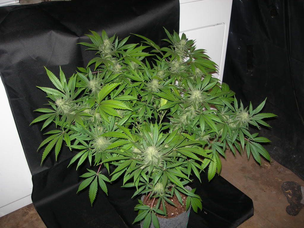 DSCN9399.jpg