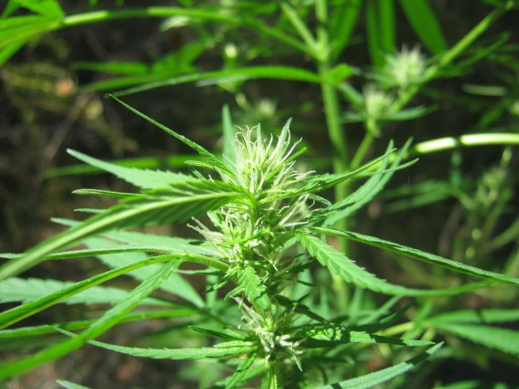 hazebud1.jpg