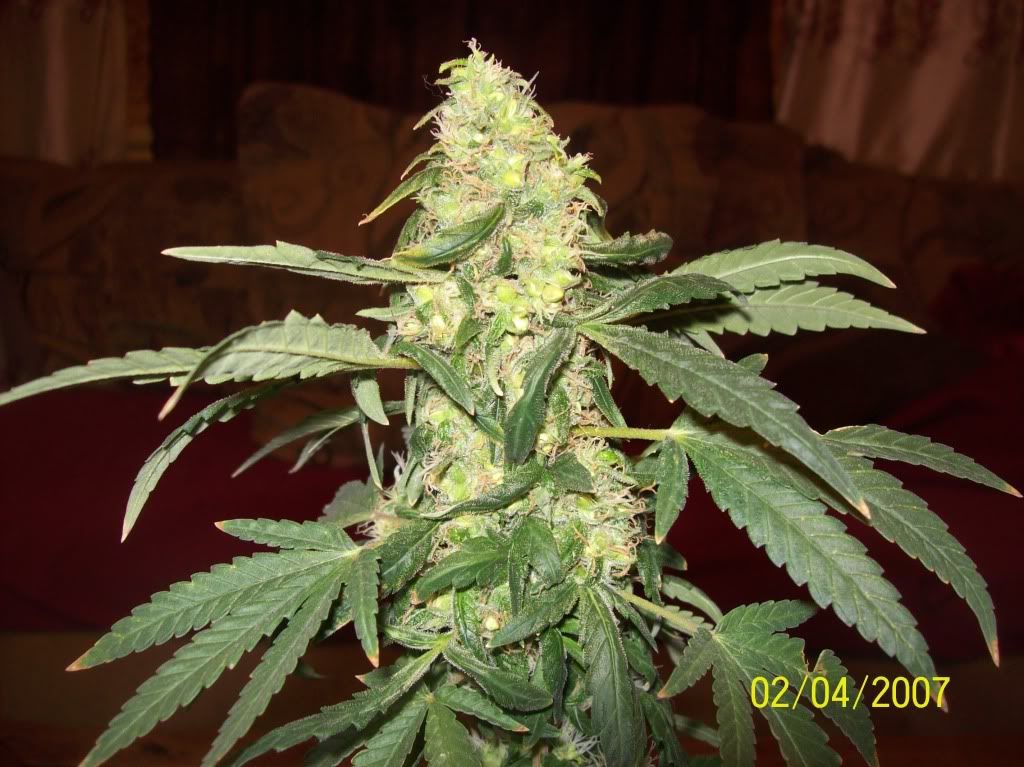 100_8006.jpg