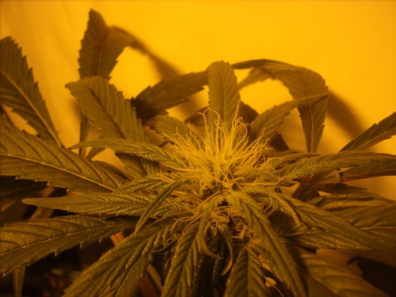 plants14006.jpg
