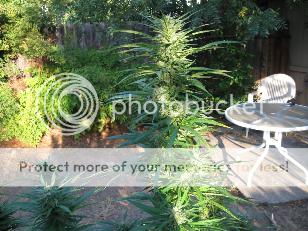 IMG_0786.jpg