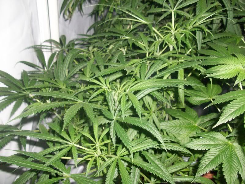 21daysflower007.jpg