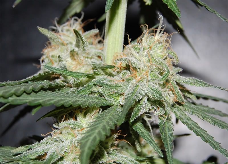 bubba_lower_buds_close.jpg