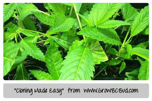 www.growweedeasy.com