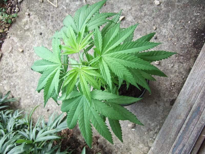 hemp.jpg