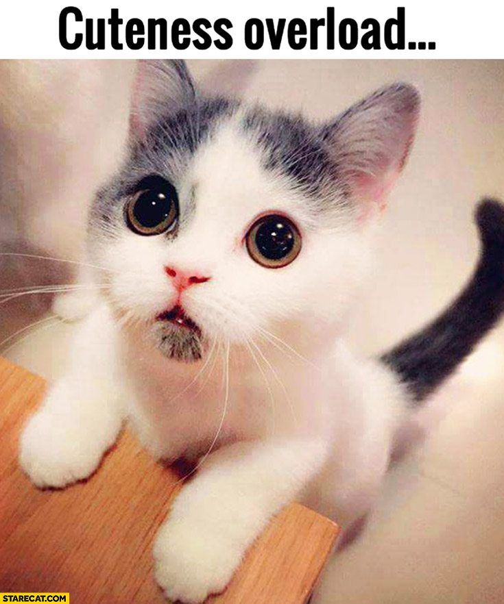 cuteness-overload-cute-kitty.jpg