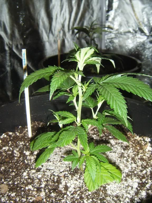 DSCF8120.jpg