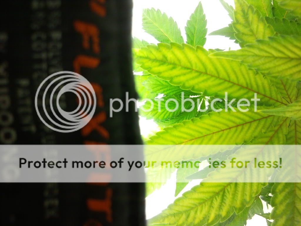 Plant2.jpg