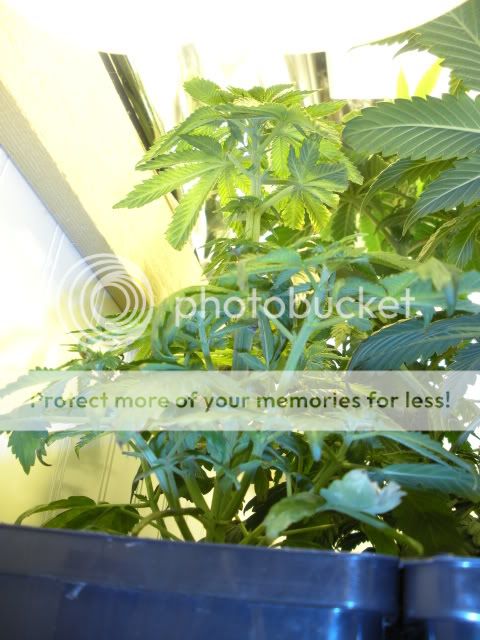 DSCN0635.jpg