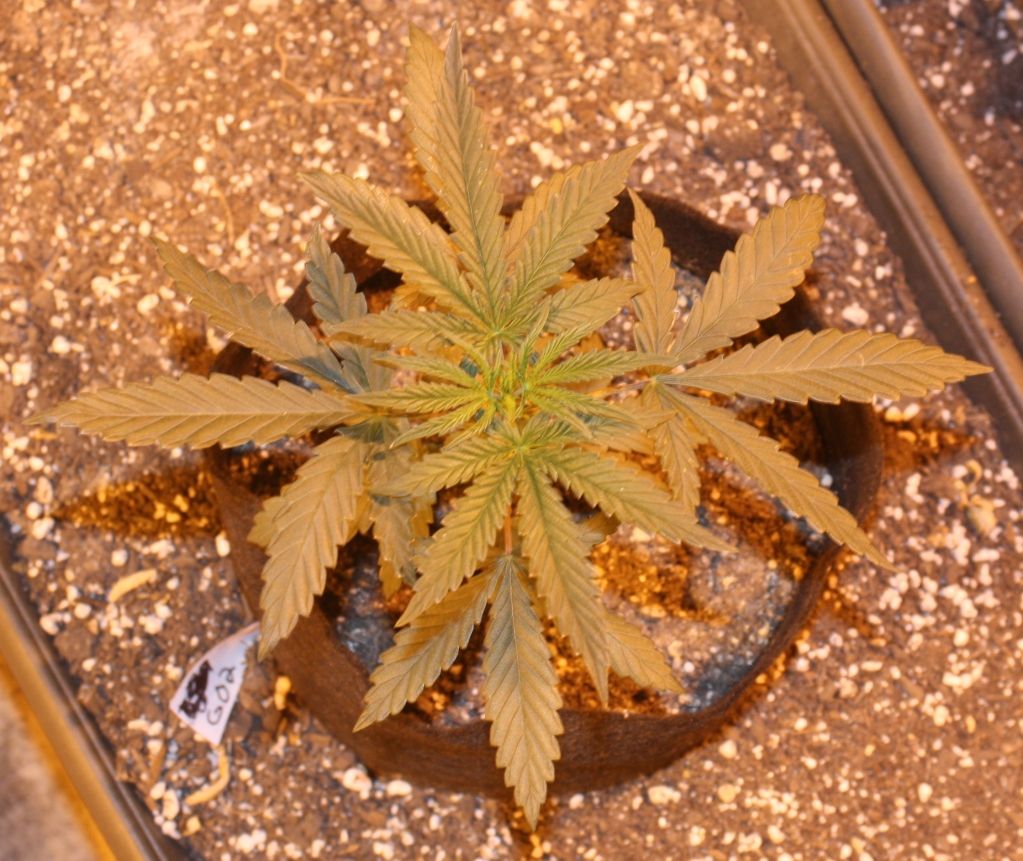go24daysveg_zpsdaa725ad.jpg