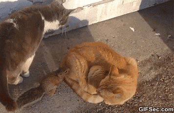 c39b2bfd57c195796b0e4335e5fe2779.gif