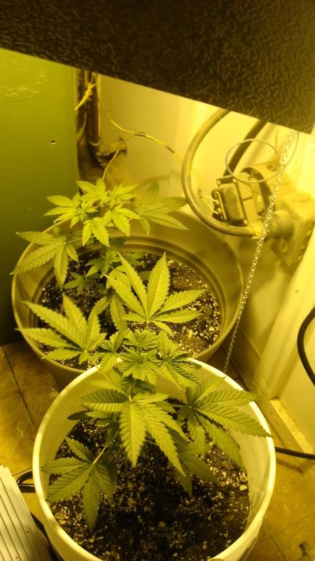 flowernutes1.jpg