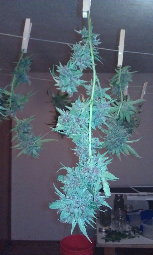 IMAG0155.jpg
