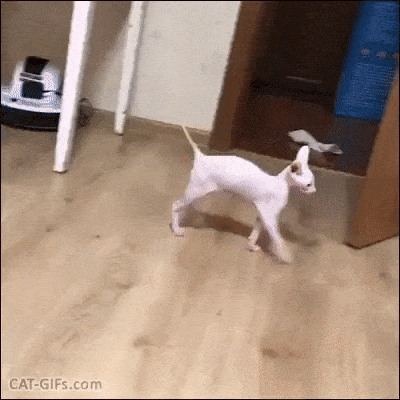 gifs_04.gif