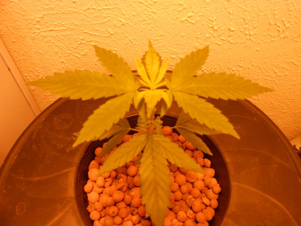 DSCN0184.jpg