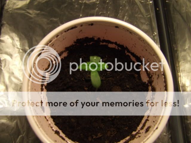 DSCF1596.jpg
