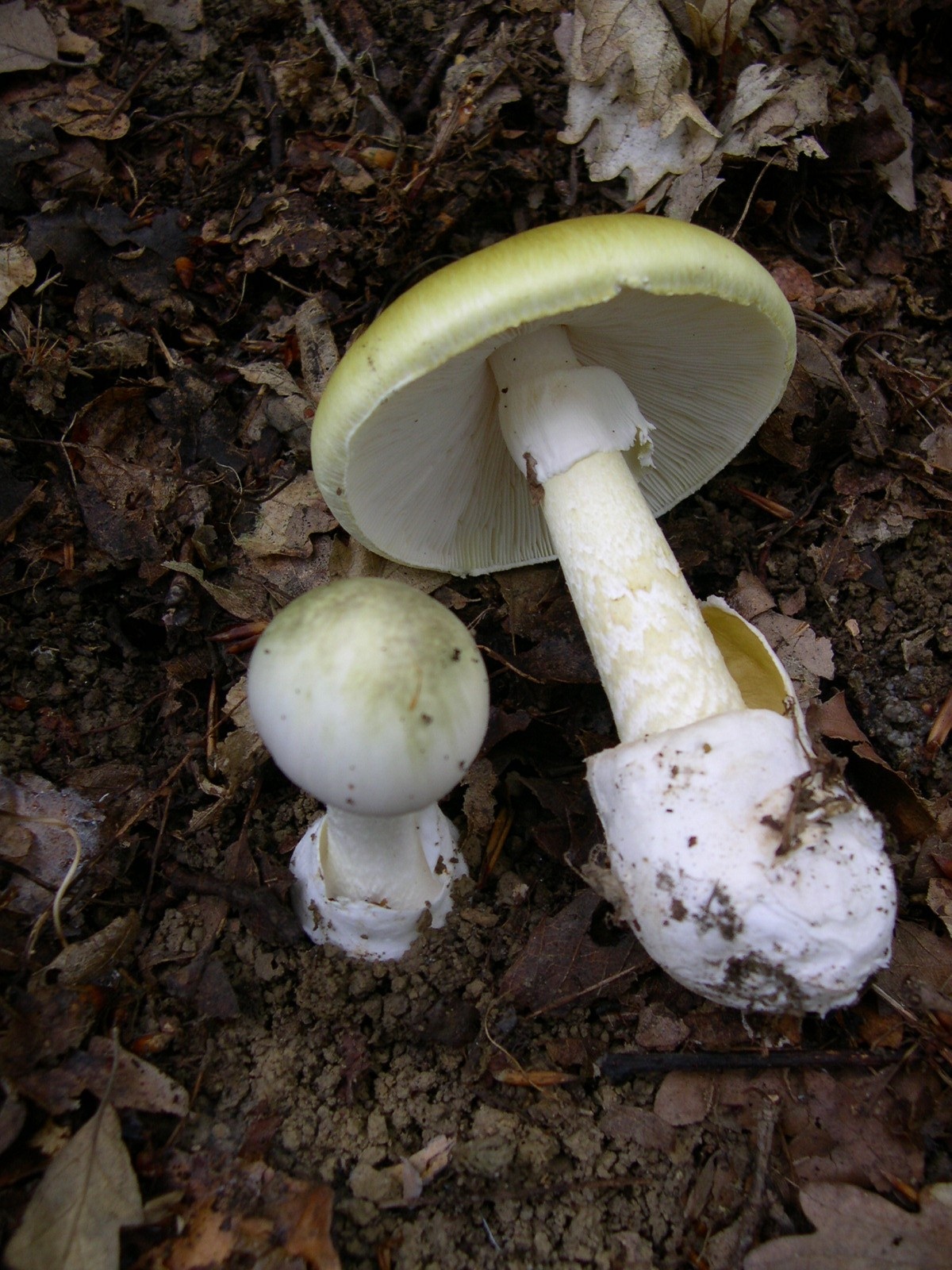 Amanita_phalloides_1.JPG