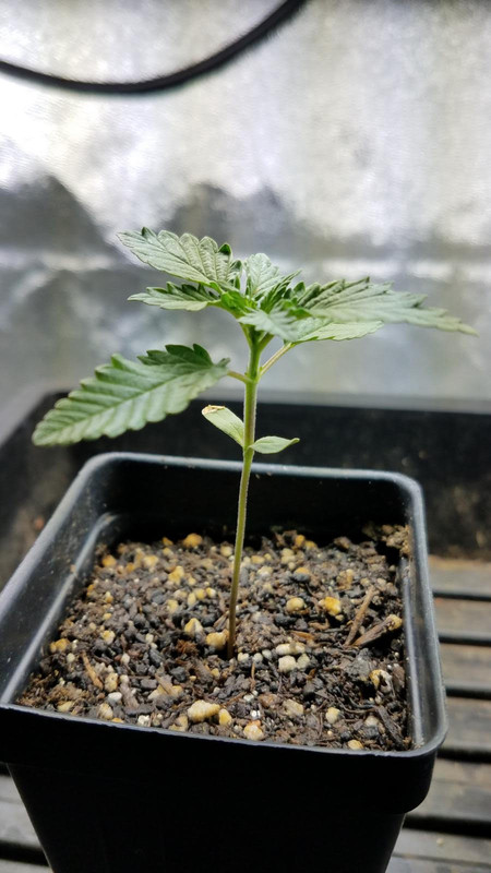 seedling2.jpg