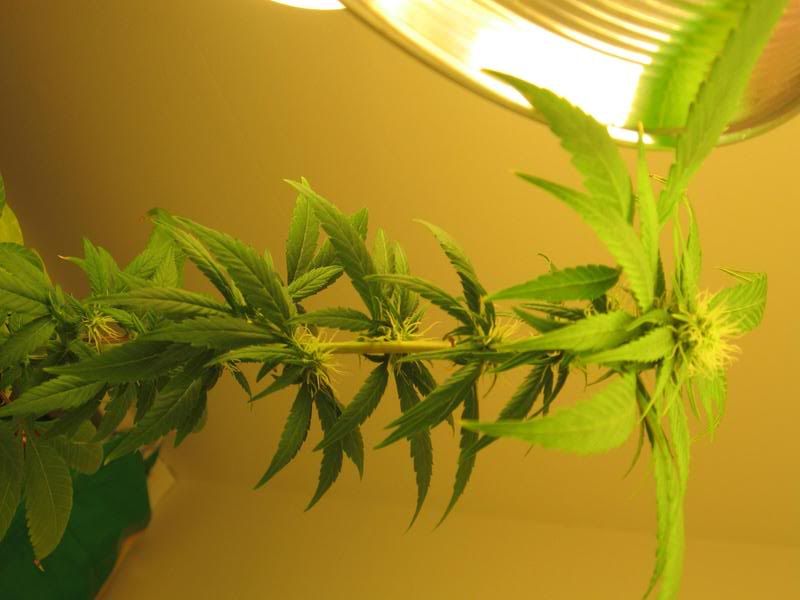 PLANTBUD1.jpg