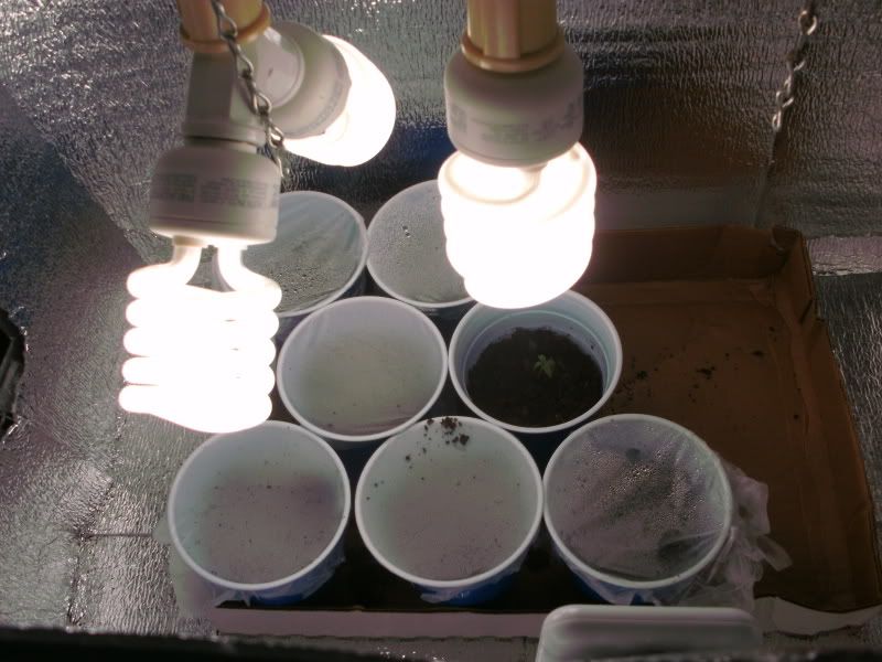Day3-1sprout-6germed.jpg
