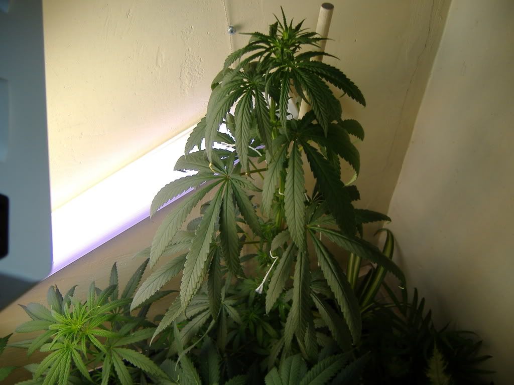 Plant1.jpg