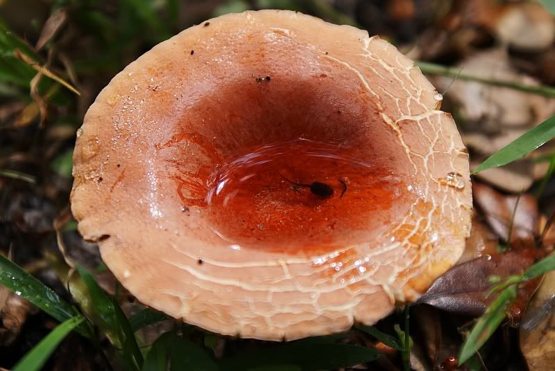 Pollywogshroom.jpg