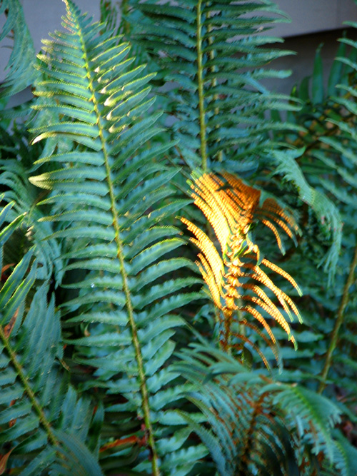 ferns.jpg
