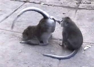1360259383_monkey_backside_grooming.gif