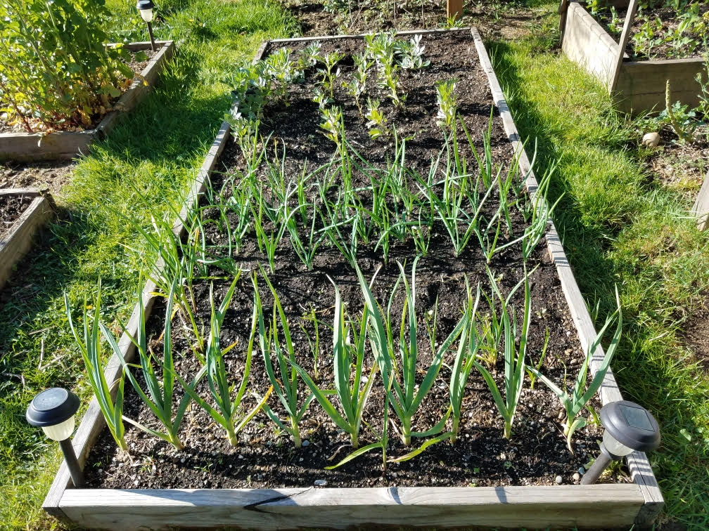 gardenb04172021.jpg