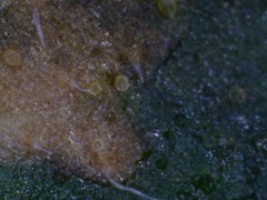4301201480_2c8b7a1d2e_m.jpg