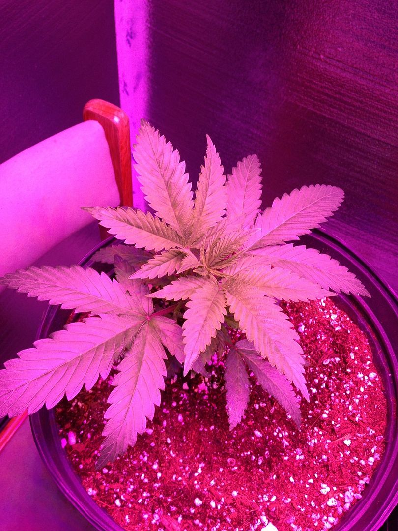 19%20days%20starbud_zps3vx0xkct.jpg